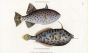 THE BLUE SPOTTED FILEFISH & THE UNICORN FILEFISH print