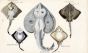 THE THORNBACK, MARGINED, WHITE & MIRROR RAY print