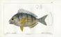 CUVIER - THE BLACK SPOT BREAM fish print