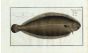 THE SOLE Bloch fish print (Pleuronectes Solea)