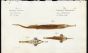 ALLIGATOR PIPEFISH AND LONGTAIL SEAMOTH print (Pegasus Natans & Syngatus Biaculeatus)