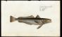 THE HAKE print (Gadus Merluccius)