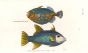 THE PATCHED FILEFISH  & THE MEDITERRANEAN FILFISH print