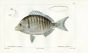 CUVIER - THE SHARPSNOUT SEA BREAM fish print