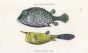 THE BIACULEATED TRUNKFISH & THE HORNED TRUNKFISH print