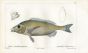 CUVIER - THE PAGELLUS fish print