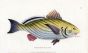 THE BEARED SCIAENA print