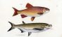 THE GOLDEN ORFE & THE RAZOR CARP print