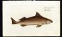 THE CENTRINA SHARK print (Angular Rough Shark - Squalus Centrina)
