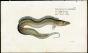 THE SWORD FISH print (Trichiurus Lepturus)