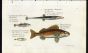 STICKLEBACK AND RUFFE print (Gasterosteus & Perca)