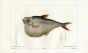 CUVIER - THE AMAZON HATCHET HERRING fish print