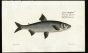 THE GREAT MARENA print (Salmo Maraena - Whitefish))