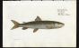 THE RIVER SALMON print ( Salmo Hucho)