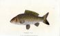 THE COMMON CARP print