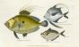 THE COMMON DORY, BRASILLIAN DORY, INSDIOUS DORY print