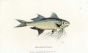 THE PARADISE POLYNEME or MANGO FISH print