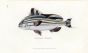 THE DIAGRAM SPARUS print