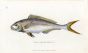 THE GOLD-TAILED SPARUS print