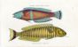 THE LABRE CEINTURE & ANNULATED LABRUS print
