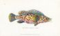 THE ANCIENT LABRUS WRASSE print