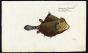 THE TURRET-PORTER BOXFISH print (Ostracion Turritus)