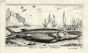 STURIO ACIPENSER - THE STURGEON engraving