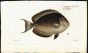 THE BLACK or WHITECHEEK SURGEONFISH print (Chaetodon Nigricans)