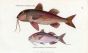 THE STRIPED RED MULLET & ORIFLAMME SURMULLET print