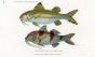 THE BANDED SURMULLET & THE TRIFASCIATED SURMULLET print