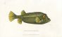 THE SPECULATED TRUNKFISH print