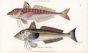 THE CUCKOW RED GURNARD & THE GREY GURNARD print