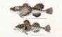 THE FOUR-HORNED & LASHER BULLHEAD print