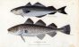 THE COALFISH & COMMON COD print