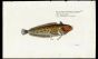THE SUPER KLIPFISH print (Blennius Superciliosus)