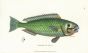 THE GREEN SCARUS PARROTFISH print