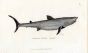 THE BASKING SHARK female print