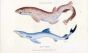 THE SPOTTED SHARK & THE BLUE SHARK print