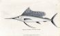 THE BROAD-FINNED SWORDFISH print