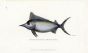 THE SHORT-SNOUTED SWORDFISH print