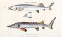 THE INGLASS STURGEON & COMMON STURGEON print