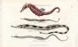 THE SEA HORSE, SMALLER, GREATER & SNAKE PIPEFISH print