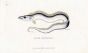 THE LARGEHEAD HAIRTAIL or SILVER TRICHIURE print
