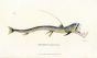 THE PIPER MOUTHED PIKE print