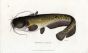 THE EUROPEAN SILURE or WELS CATFISH print