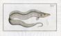 THE SWORD-FISH Bloch fish print 1758 (Trichiurus Lepturus) 