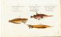 THE SUCKER, KNIFE & SNIPE FISH print (Liparis, Scutaus, Scolopax)
