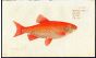 THE GOLDEN ORFE print (Cyprinus orfus) 