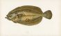 THE CARTER SOLE fish print