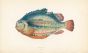THE LUMPFISH print